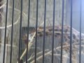 IMGP0922.JPG